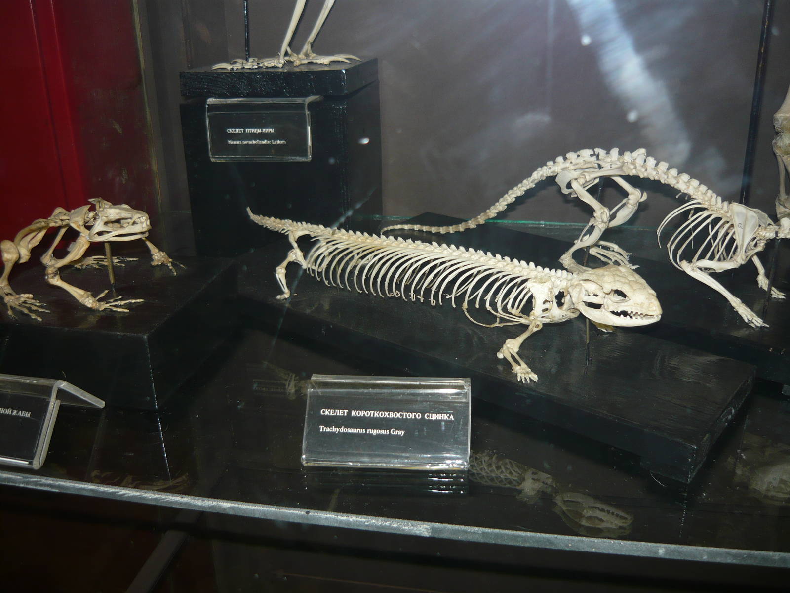 Shingleback skeleton
