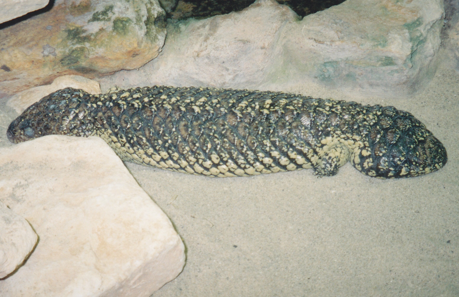 Shingleback skink 1990's