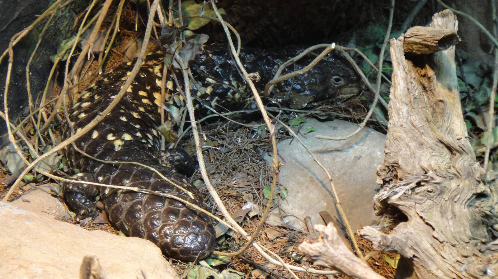 Shingleback skink at Philadelphia zoo 2015-03-08