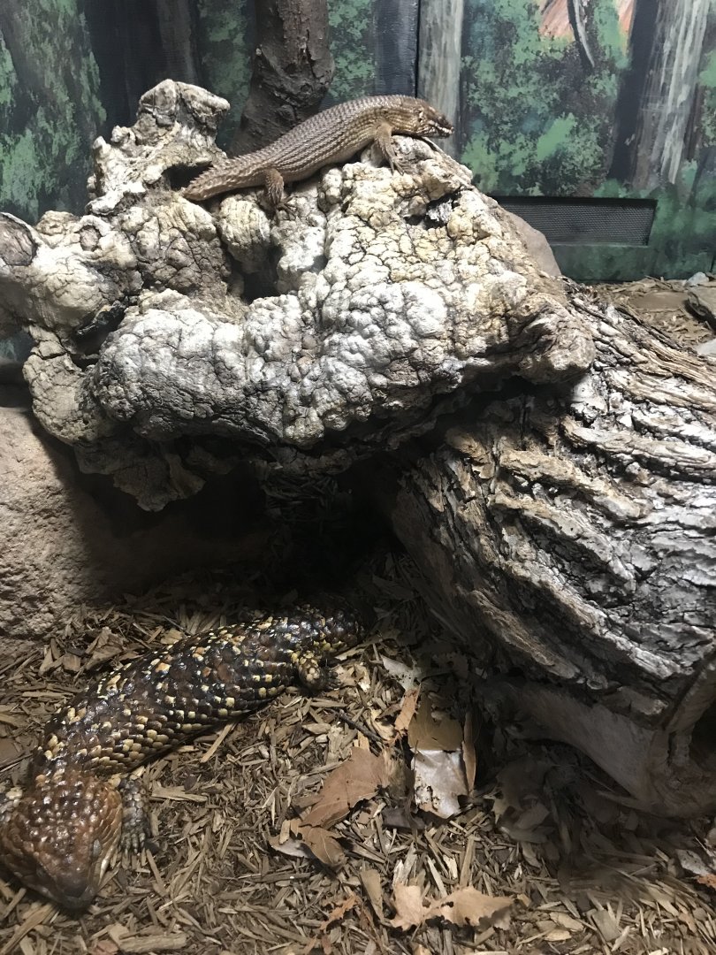 Shingleback skink/Hosmer’s skink exhibit