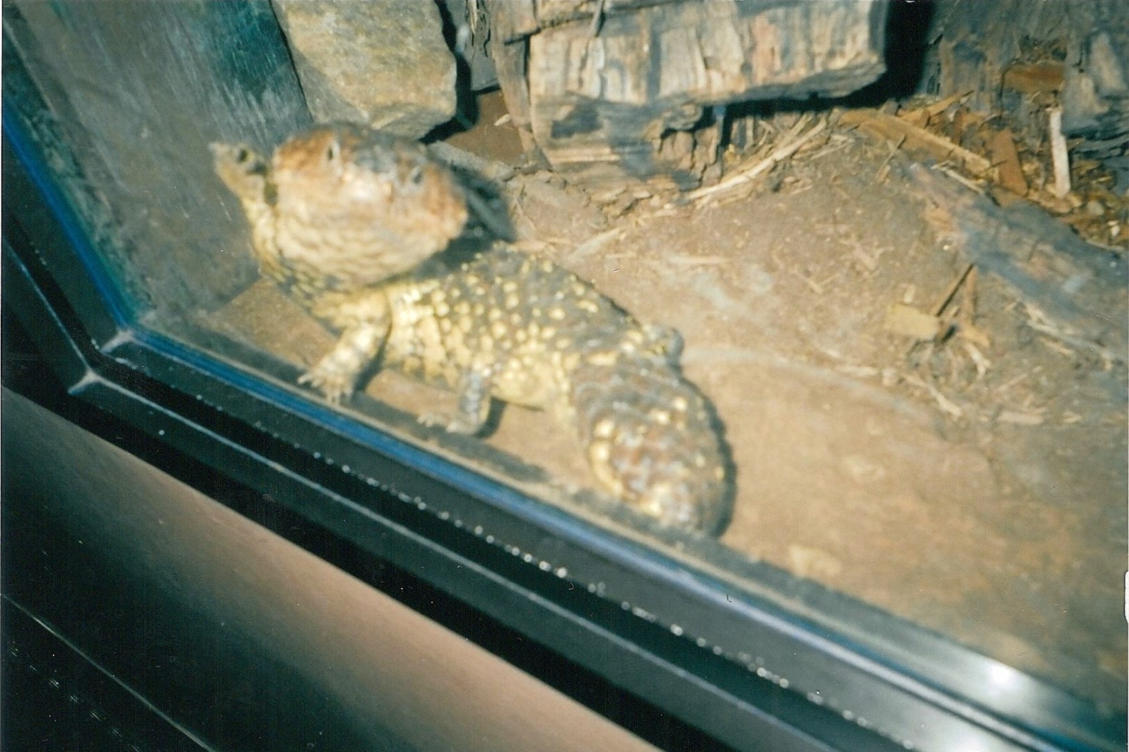 Shingleback Skink January 2005
