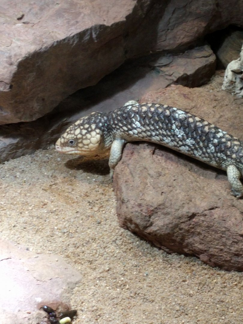 Shingleback Skink on the move