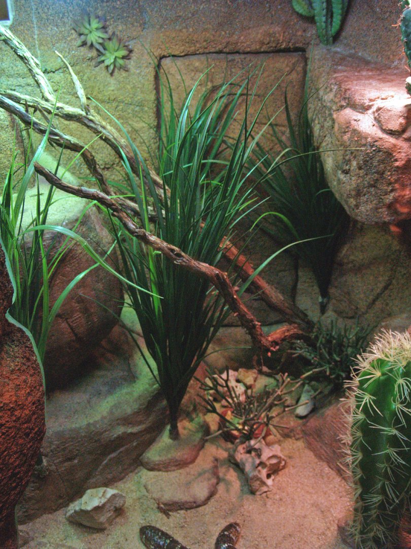 Shingleback skink terrarium, 2009-04-14