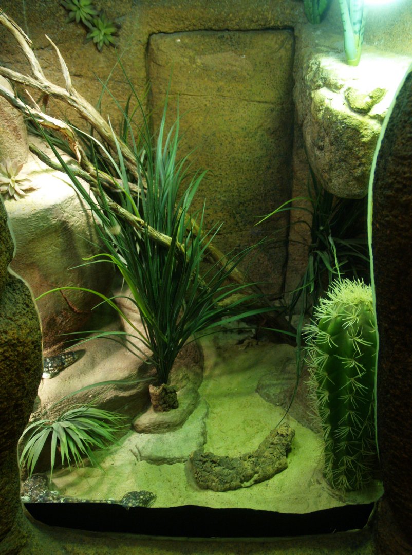 Shingleback skink terrarium, 2014-02-16