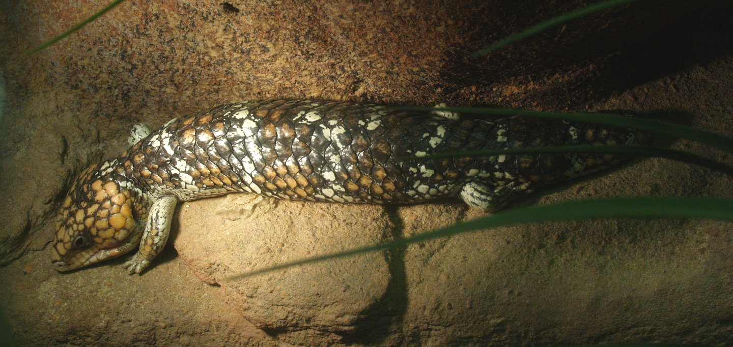 Shingleback skink (Tiliqua rugosa), 2014-02-16