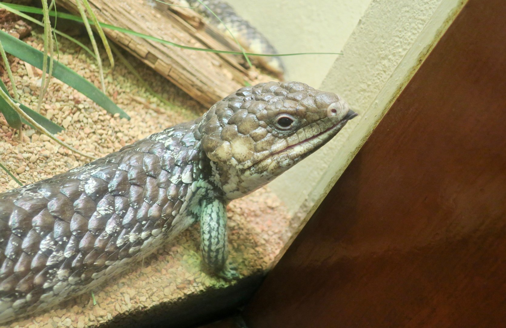 Shingleback Skink (Tiliqua rugosa)