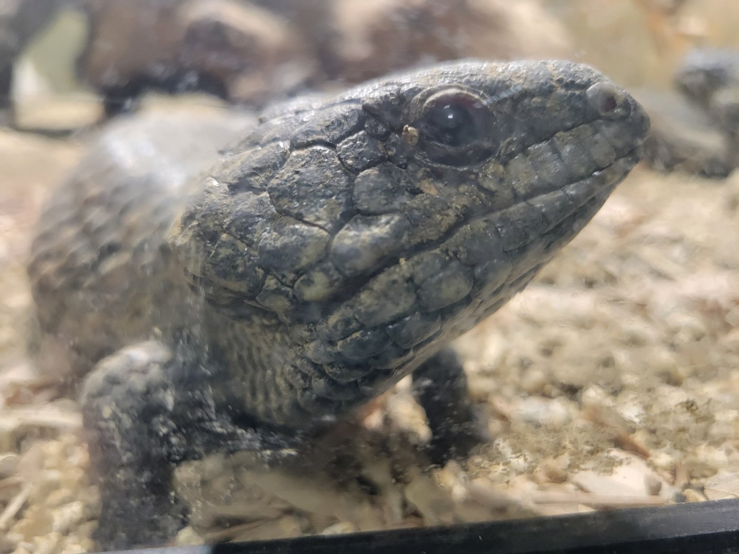 Shingleback Skink(Tiliqua rugosa)