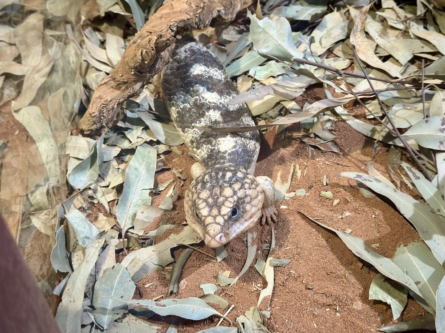 Shingleback skink (Tiliqua rugosa)