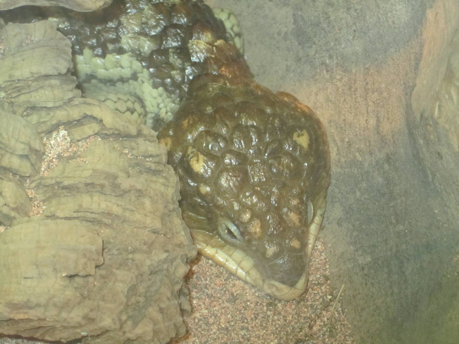 Shingleback Skink