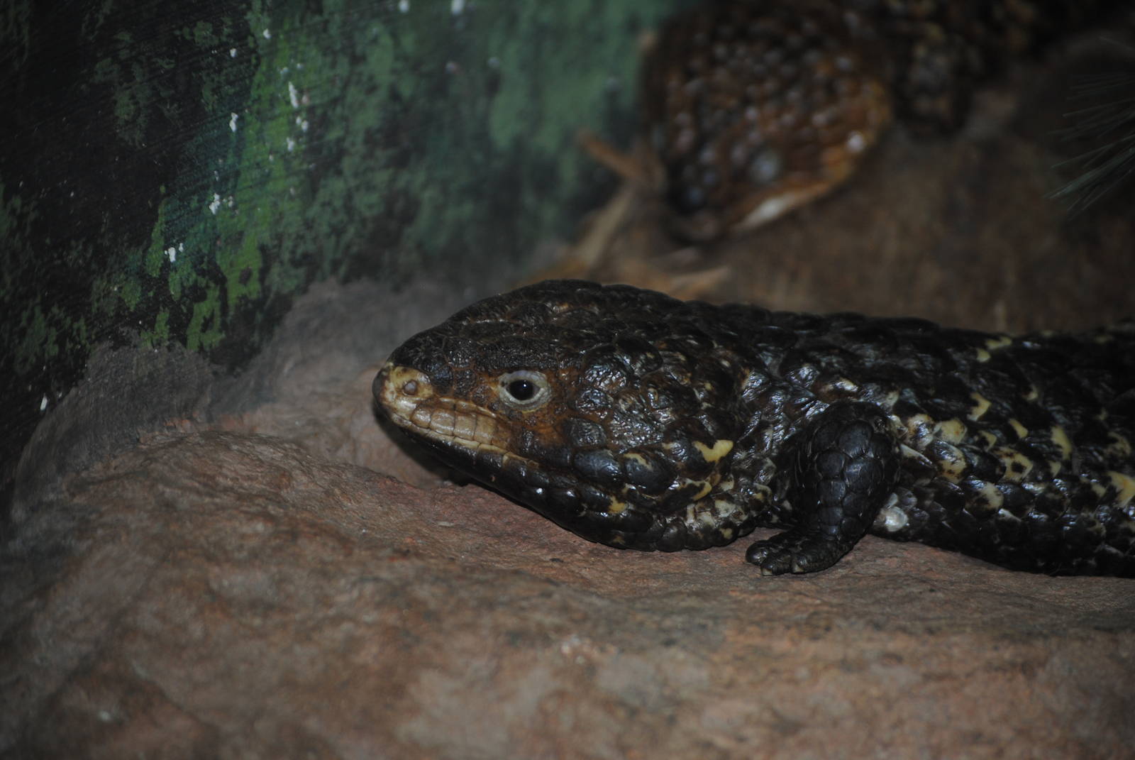 Shingleback Skink