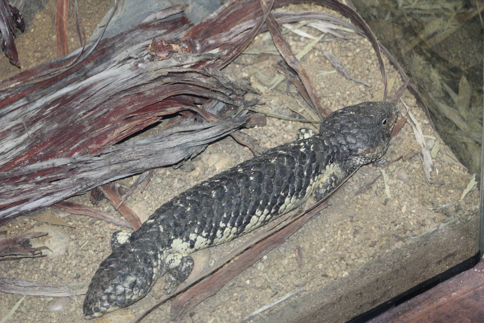 Shingleback Skink