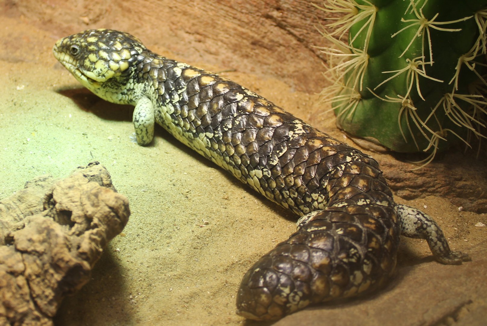 Shingleback skink
