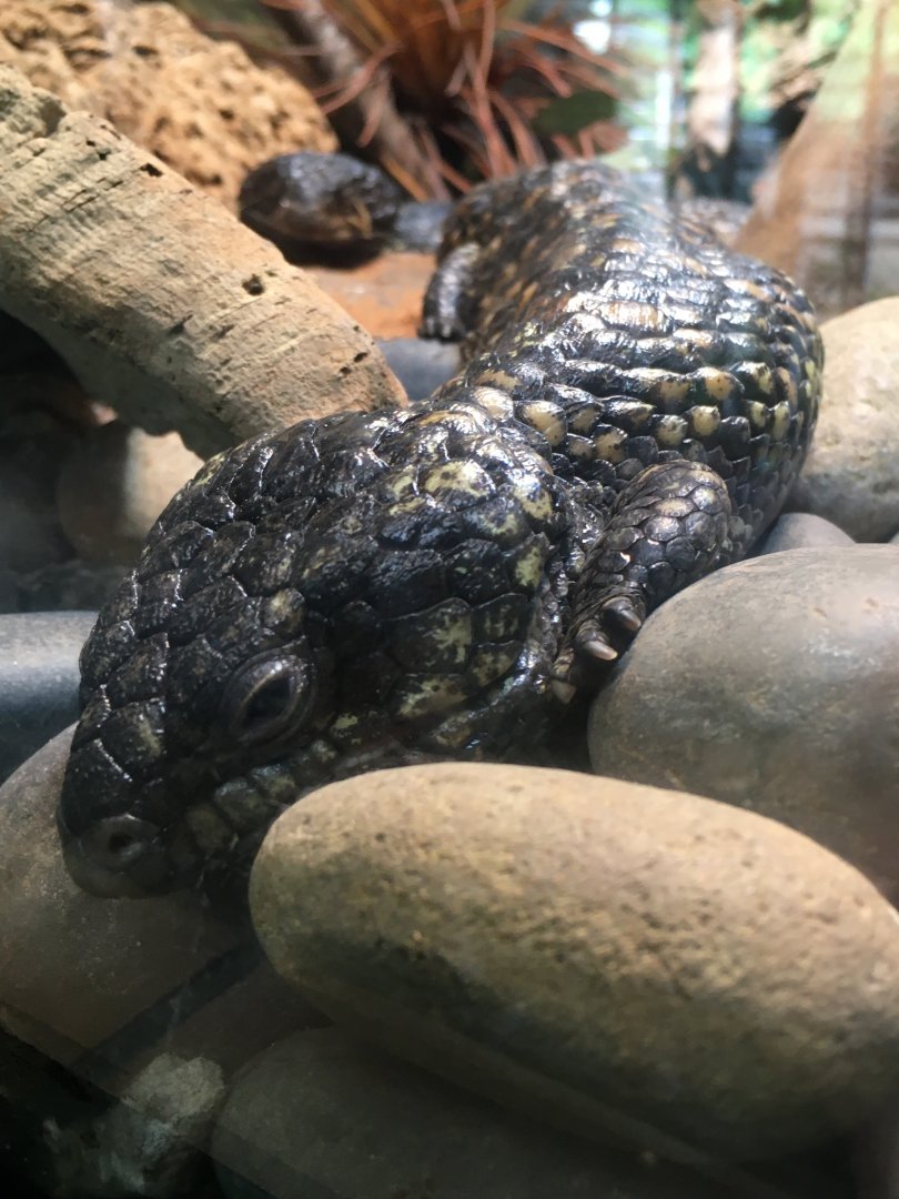 Shingleback Skink