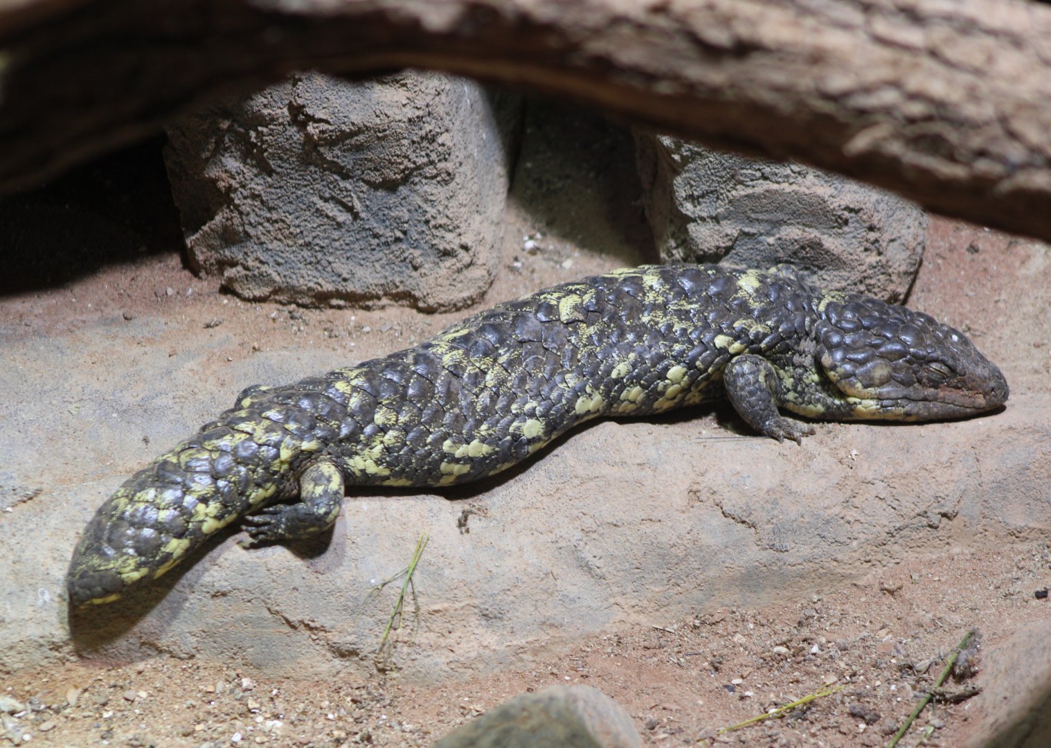 Shingleback skink