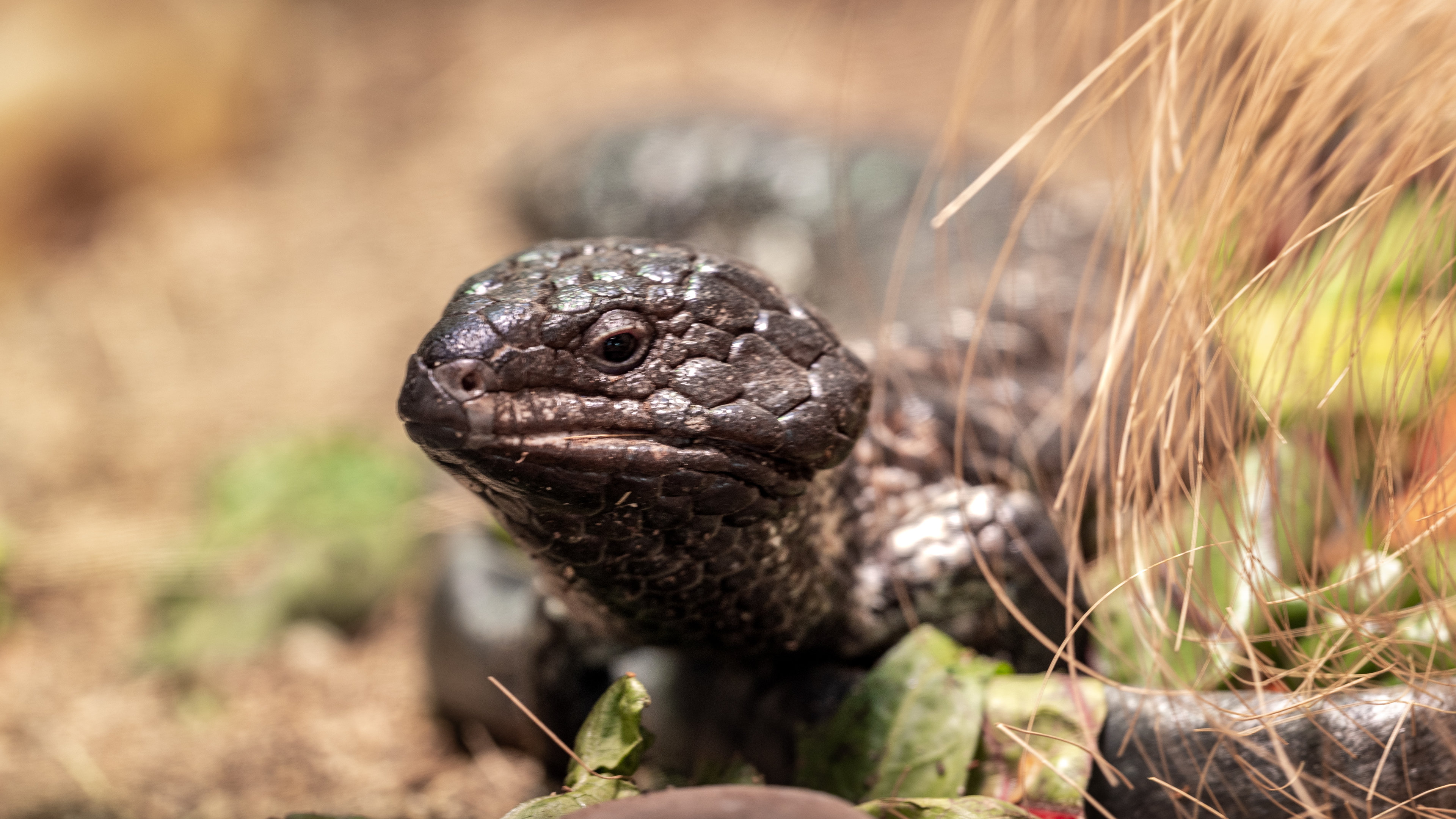 Shingleback Skink