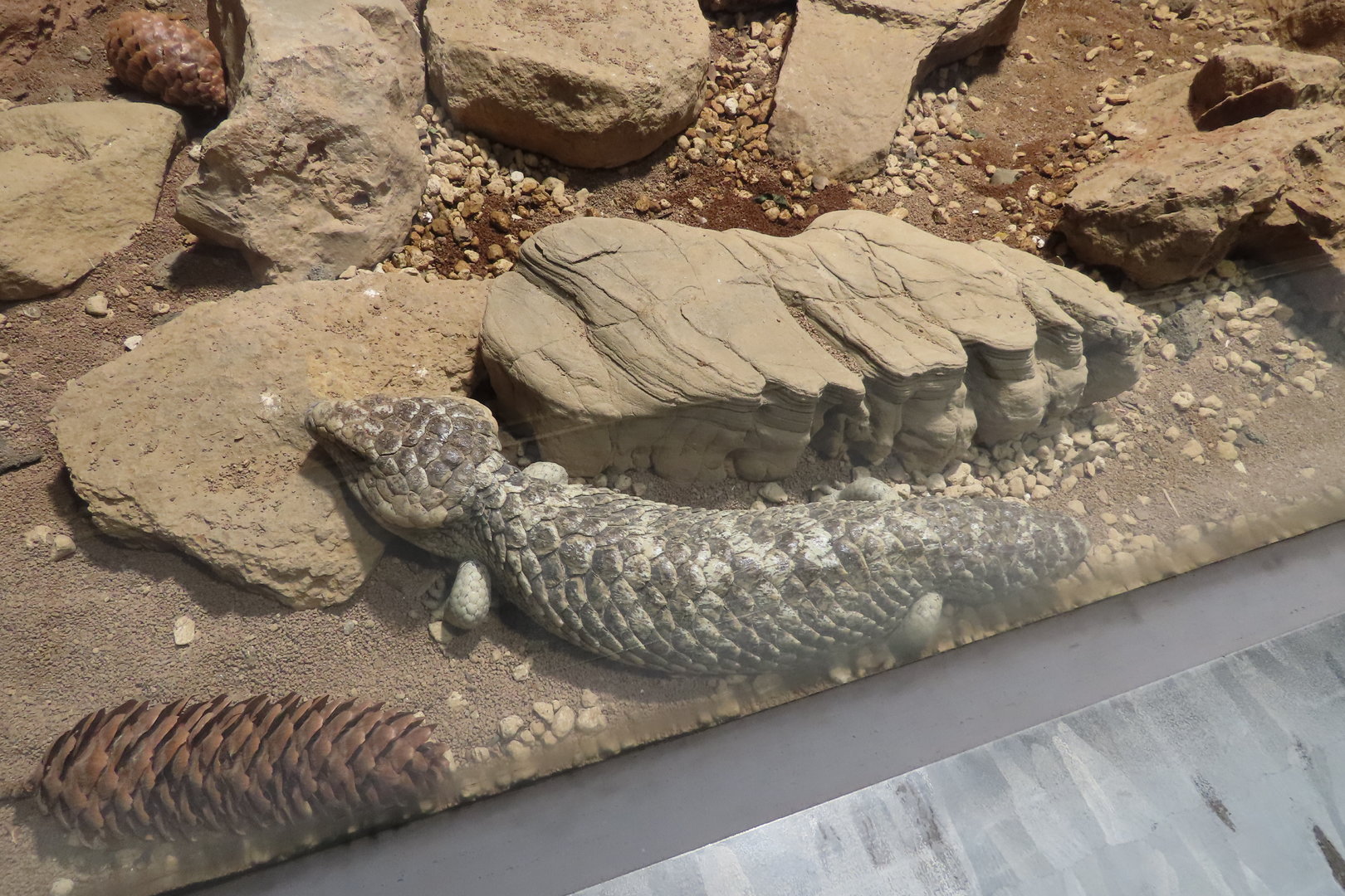 Shingleback skink