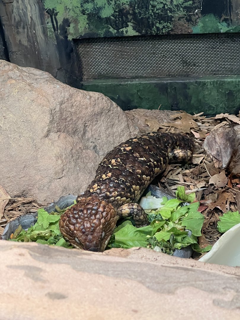 Shingleback skink