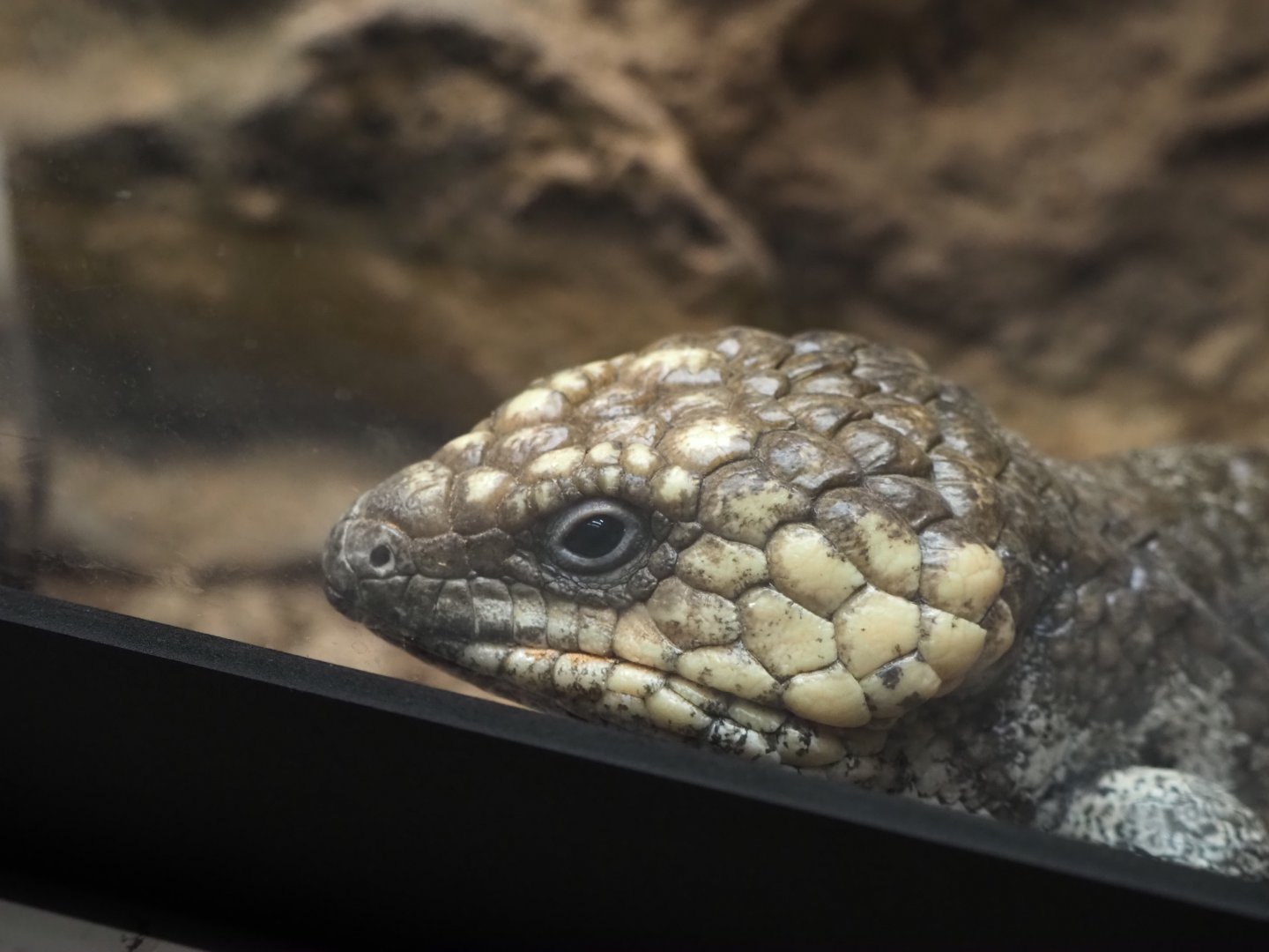 Shingleback Skink