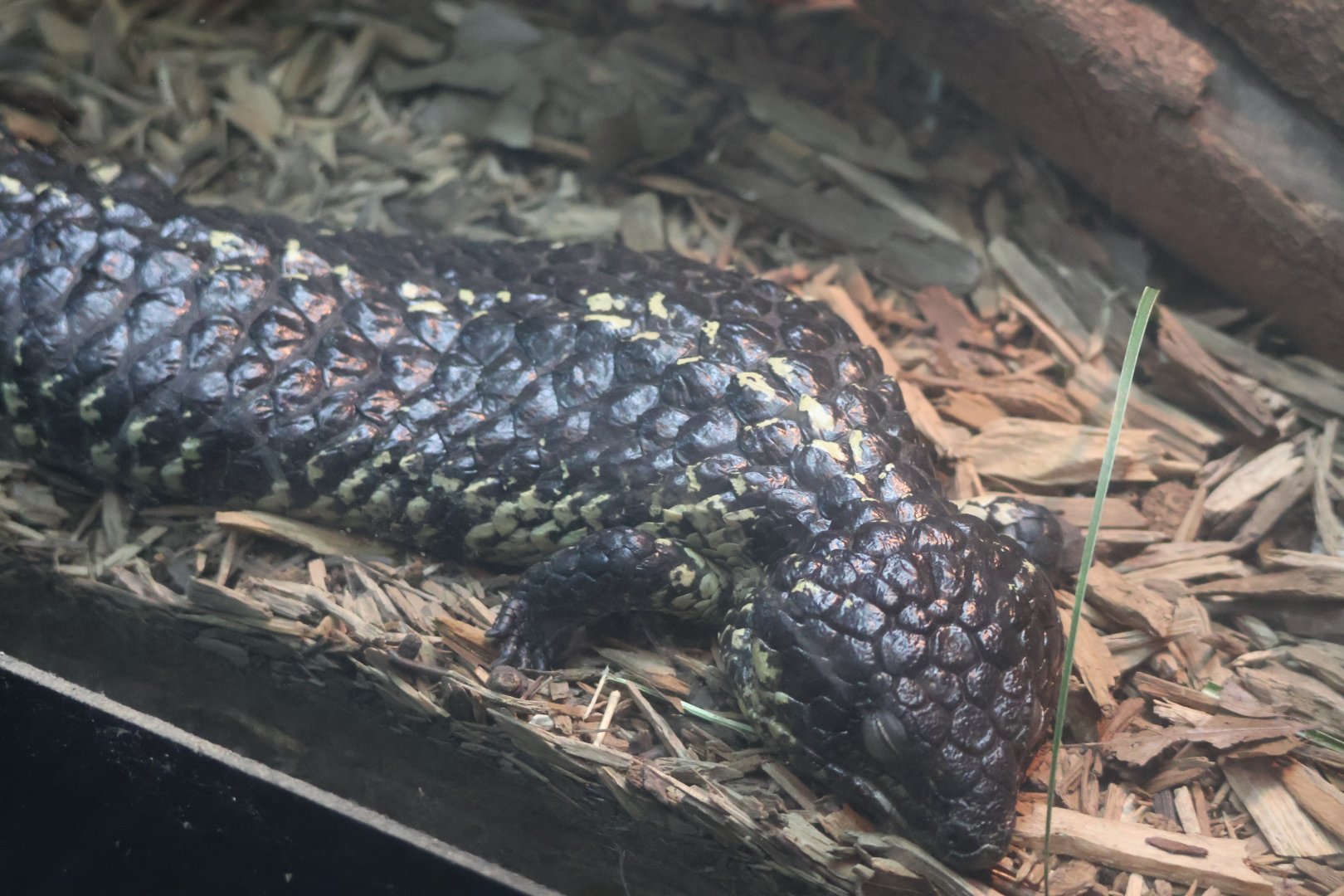 Shingleback Skink