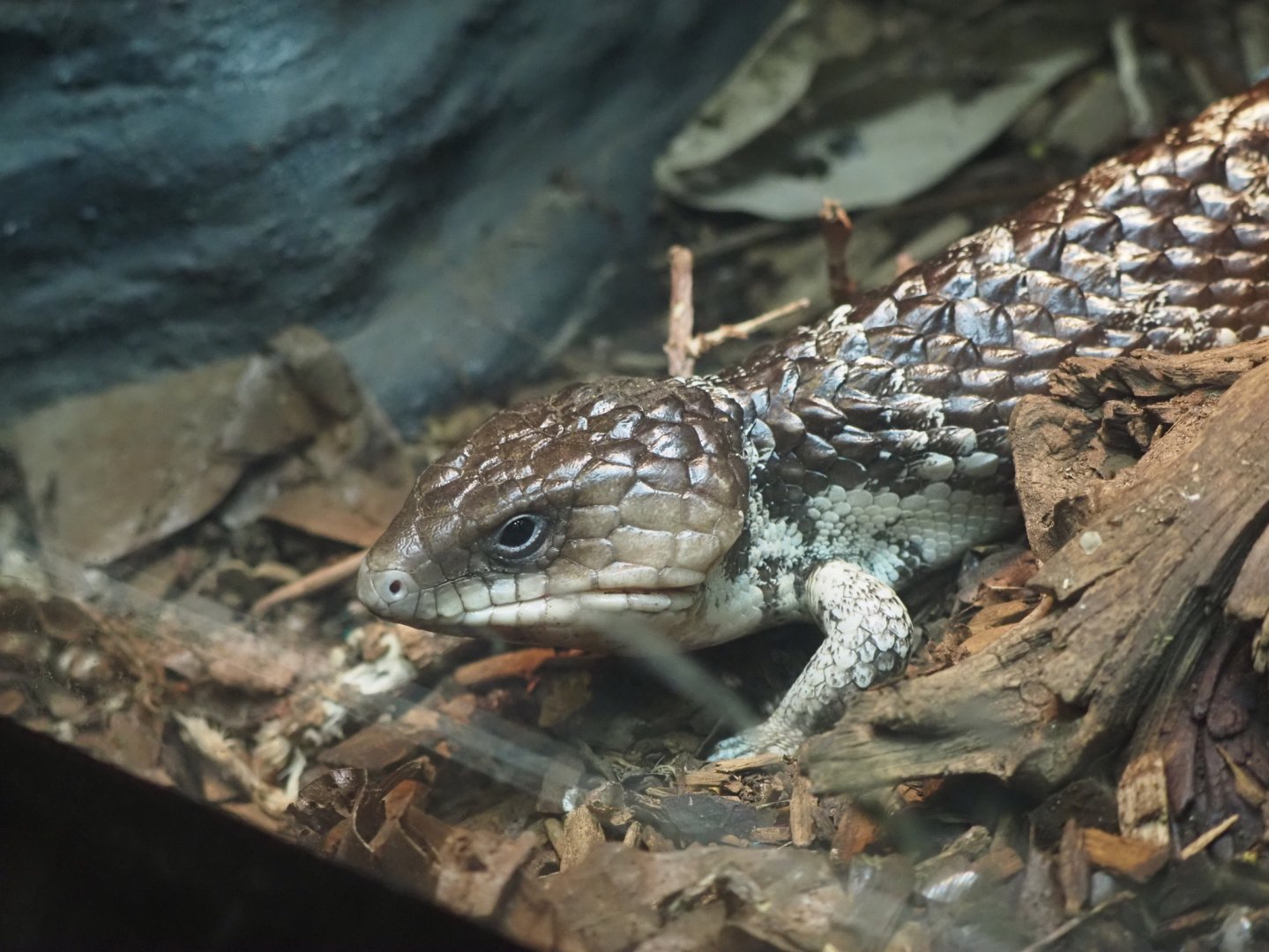 Shingleback Skink