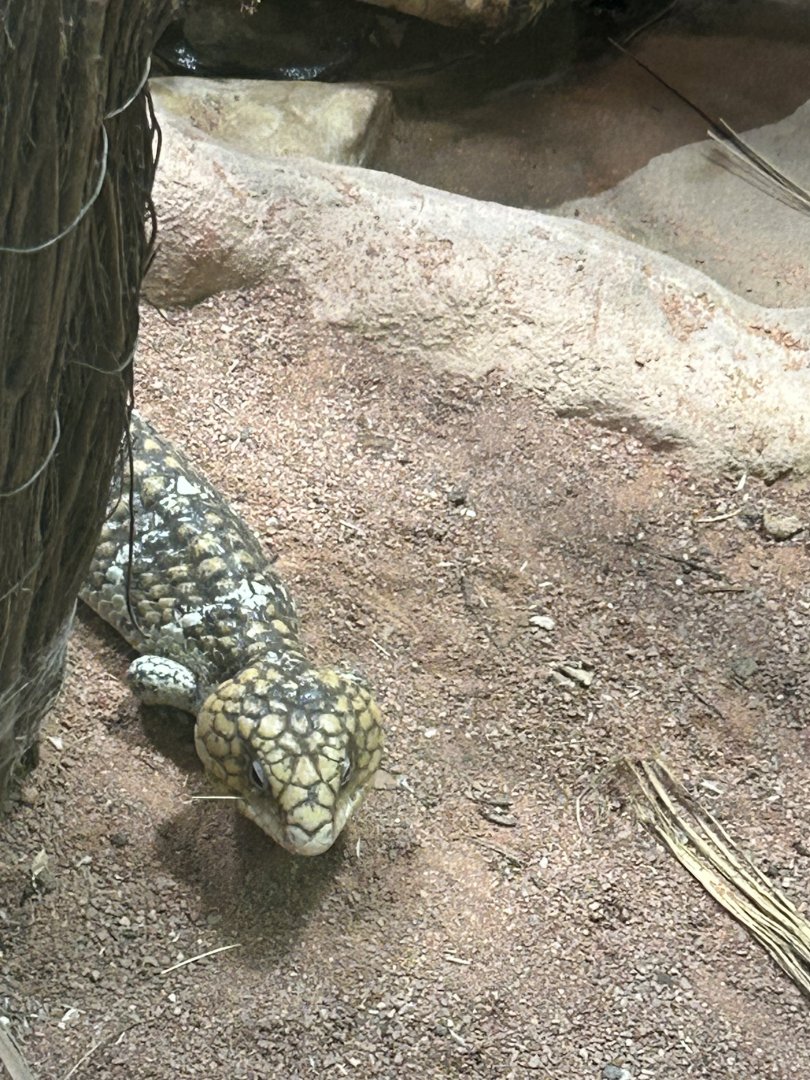 Shingleback skink