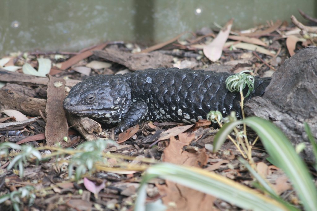 Shingleback Skink