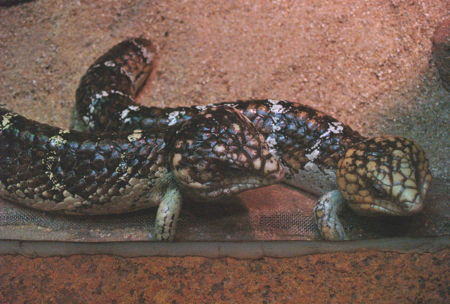 Shingleback skinks (Tiliqua rugosa), 2009-04-14