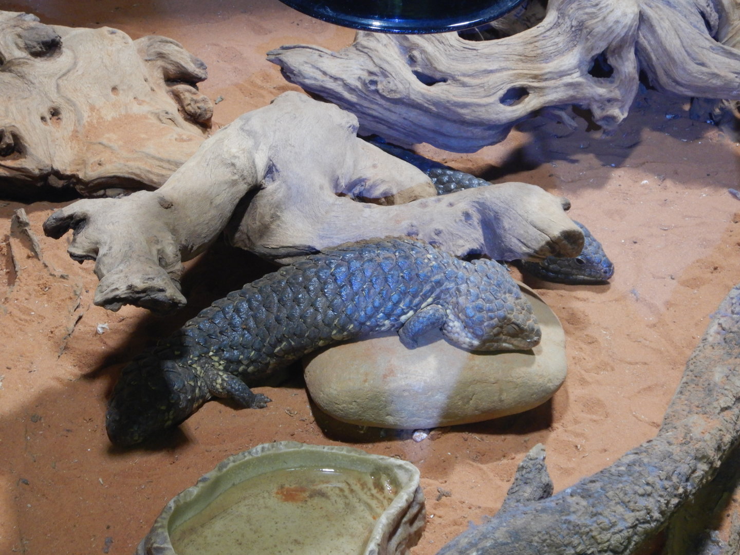 Shingleback Skinks