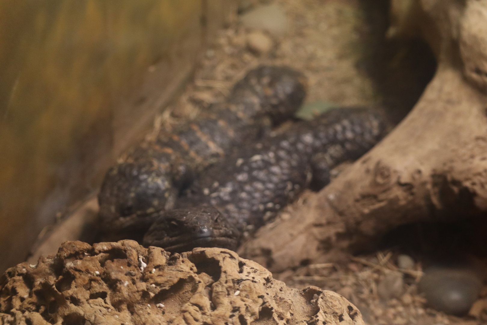 Shingleback Skinks