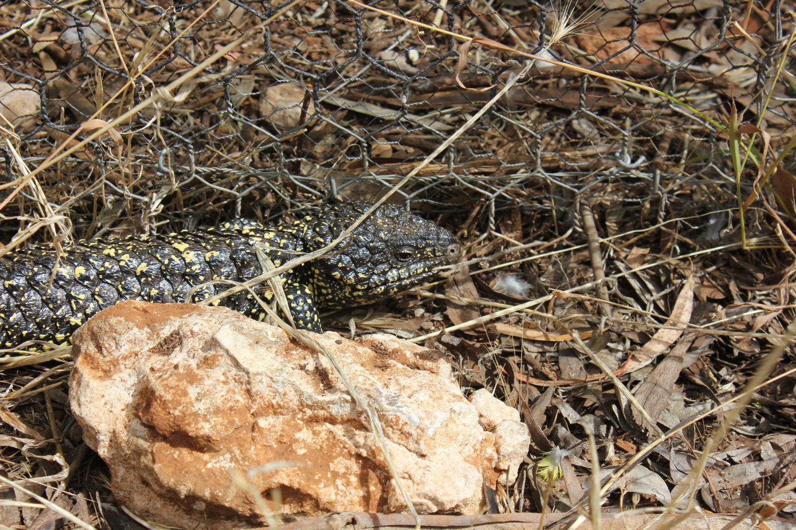 Shingleback (Tiliqua rugosa asper)
