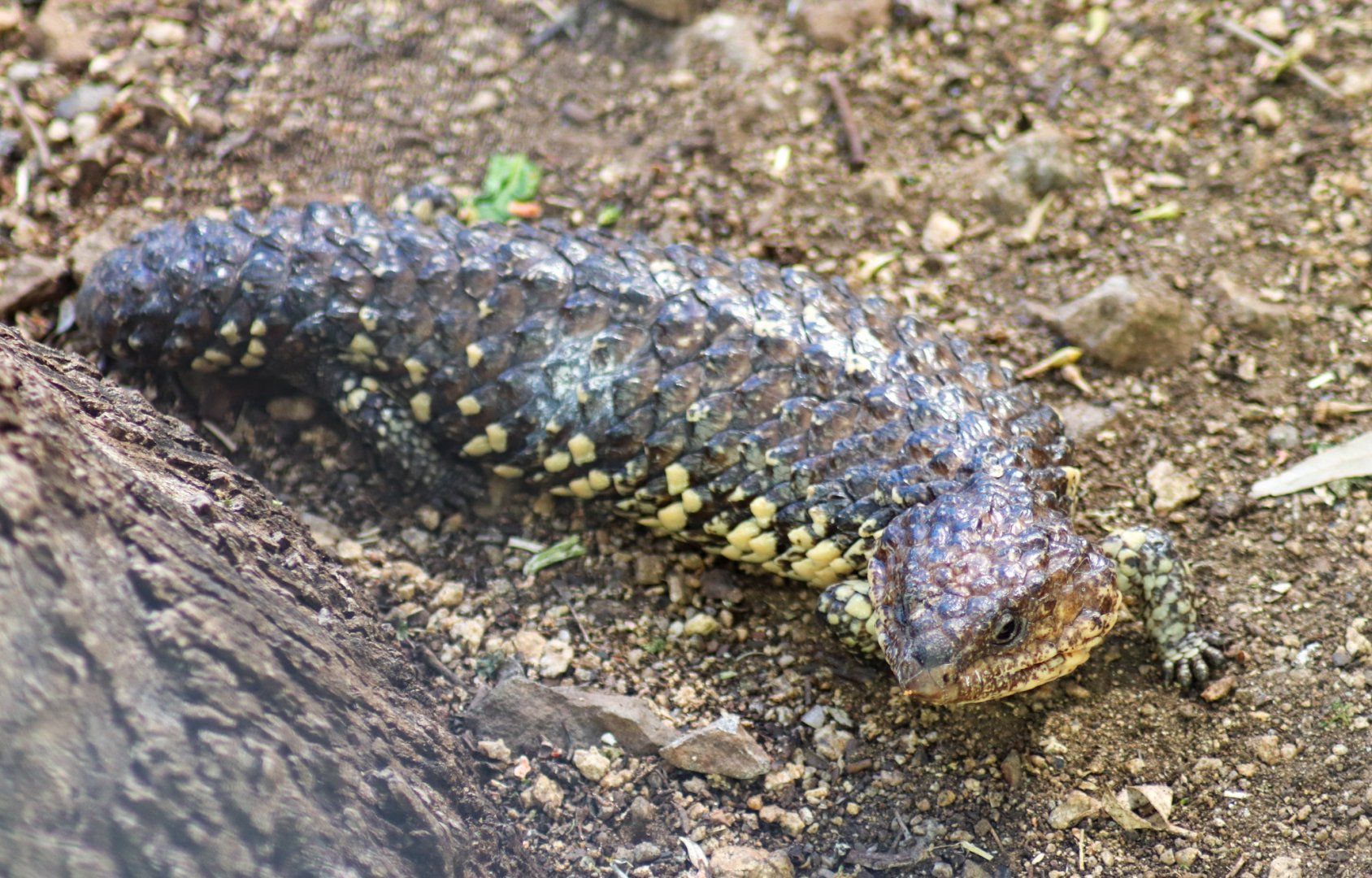 Shingleback (Tiliqua rugosa) - July 2020