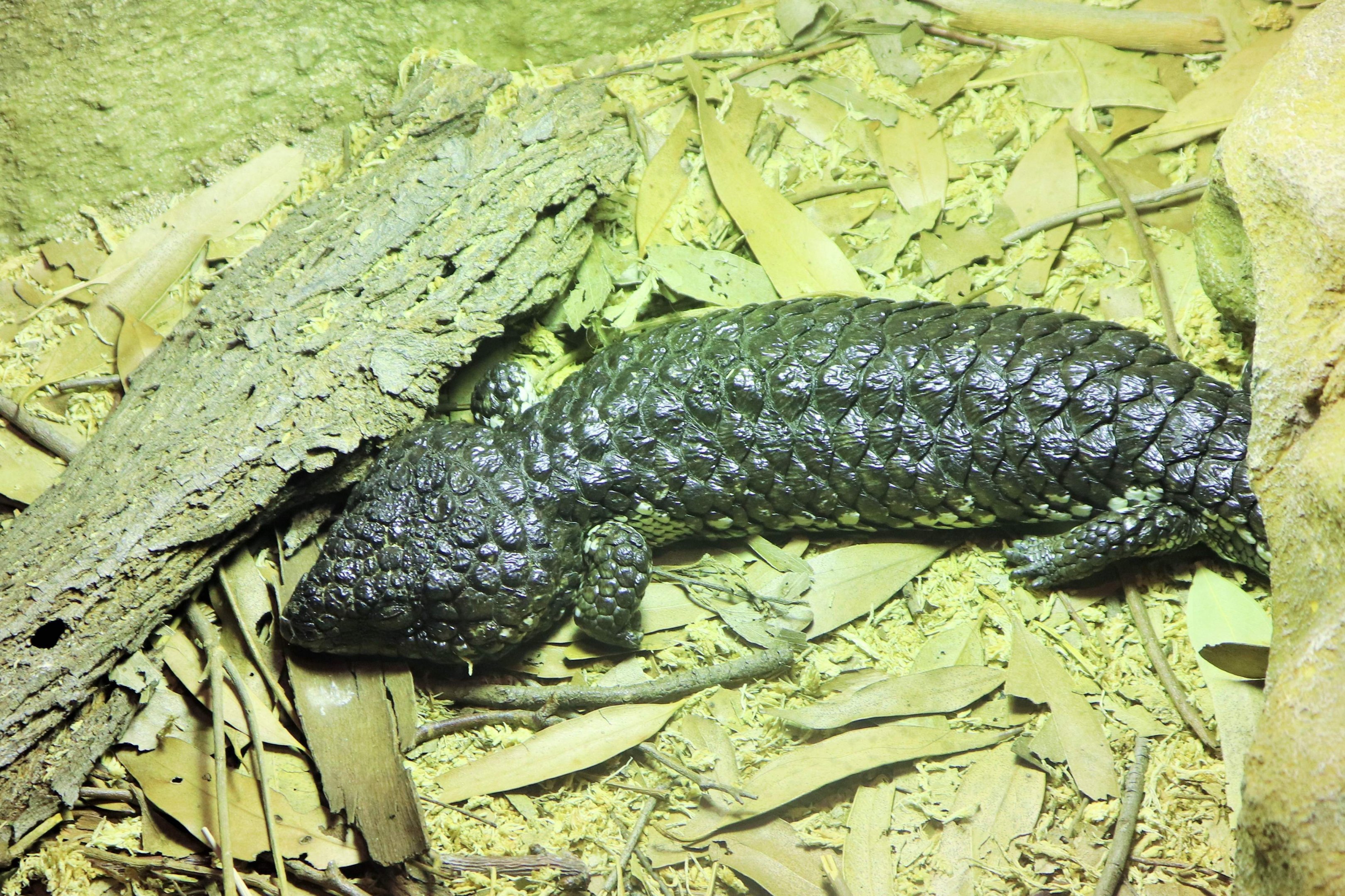 Shingleback (Tiliqua rugosa)