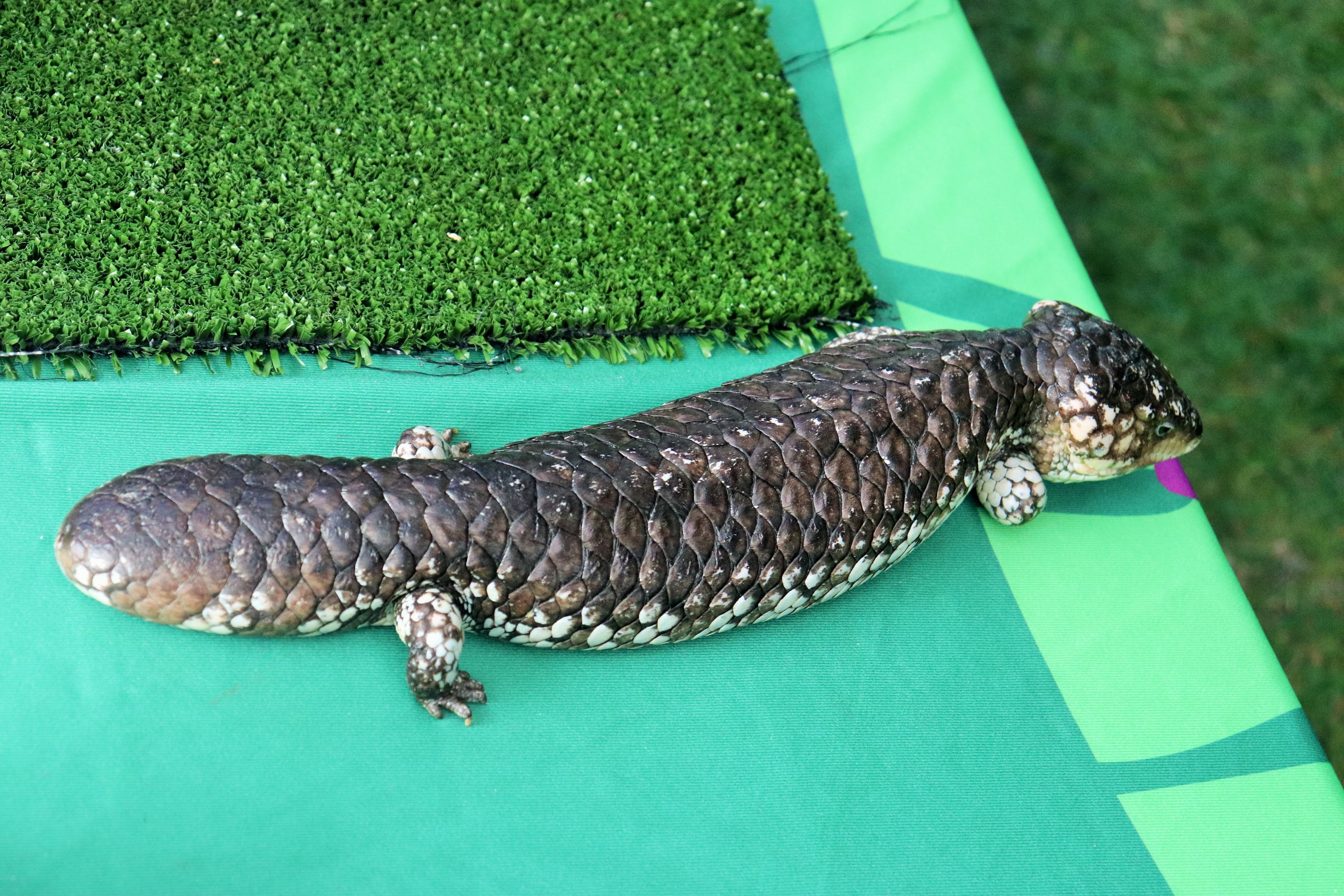 Shingleback (Tiliqua rugosa)