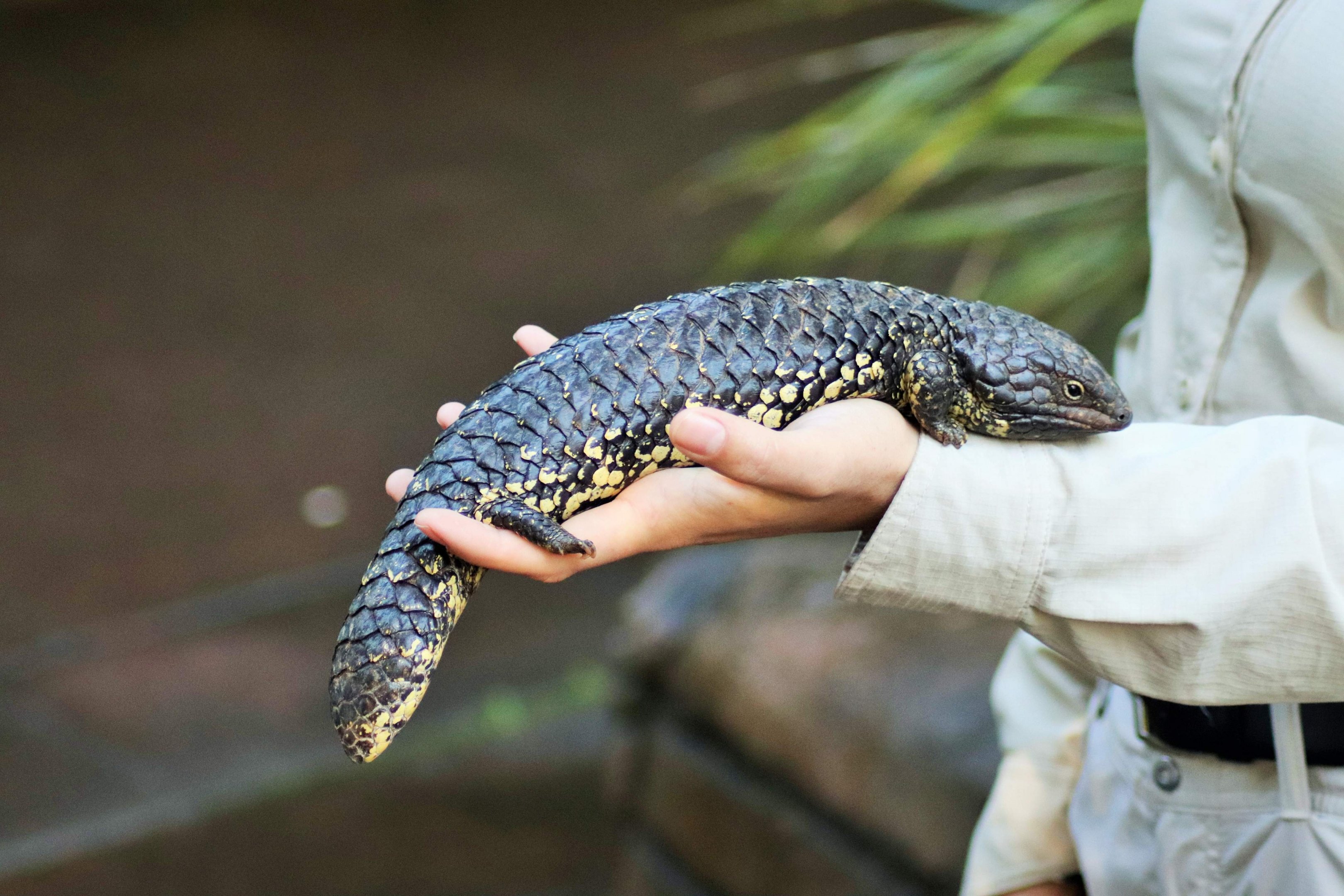 Shingleback (Tiliqua rugosa)