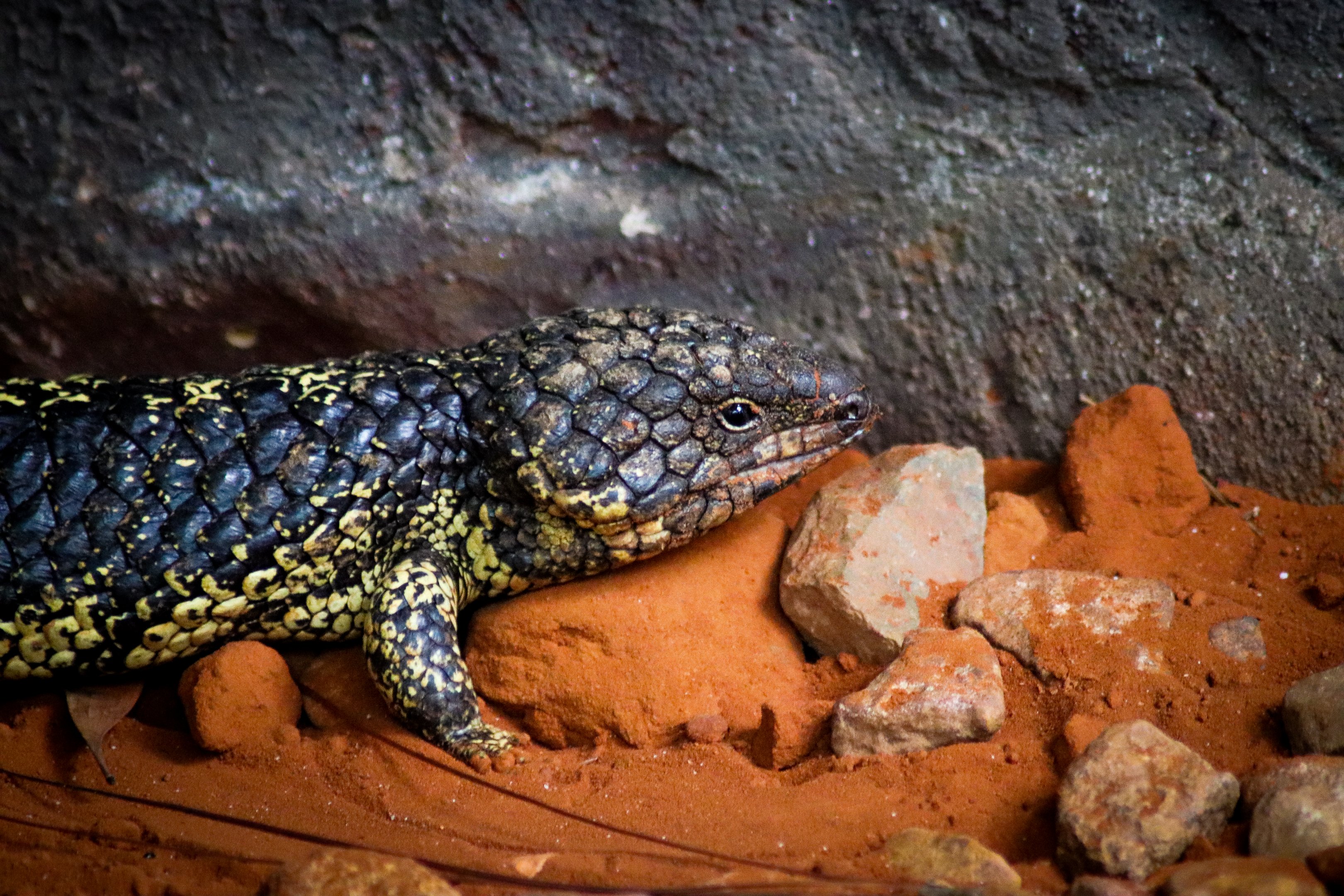 Shingleback (Tiliqua rugosa)