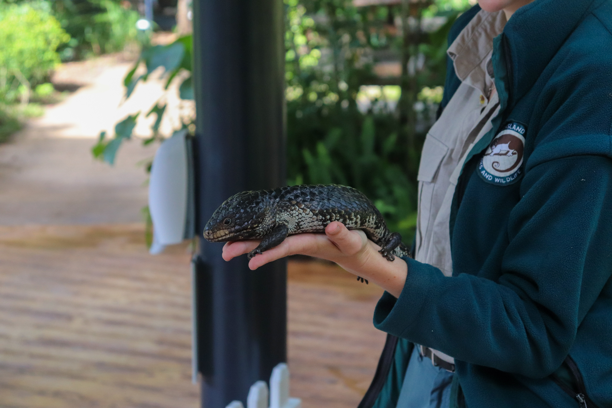 Shingleback (Tiliqua rugosa)