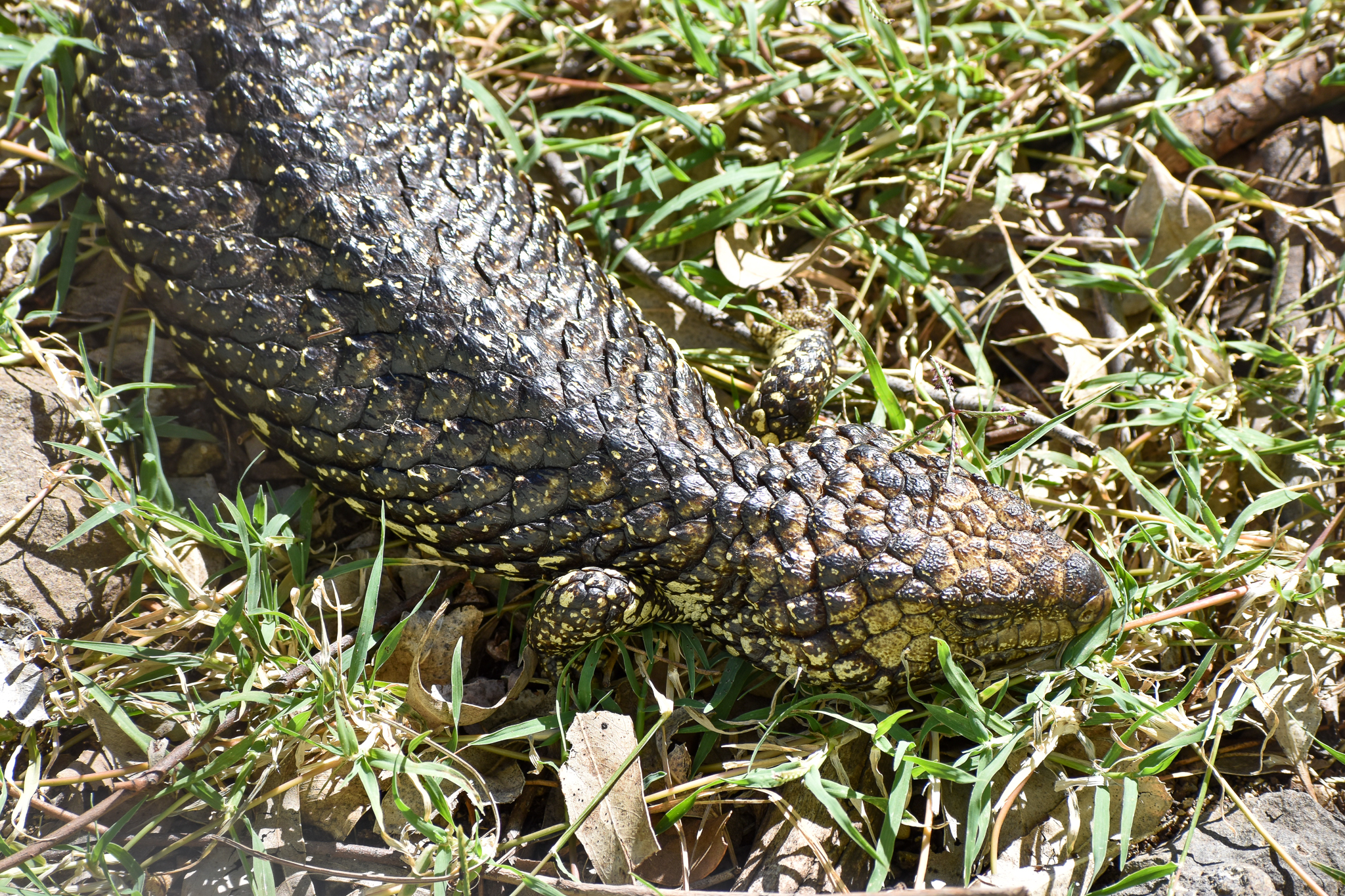 Shingleback (Tiliqua rugosa)