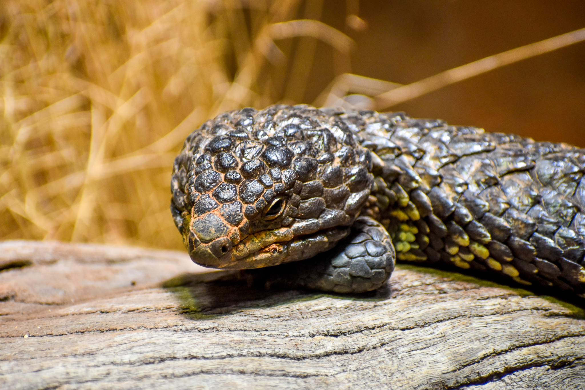 Shingleback (Tiliqua rugosa)