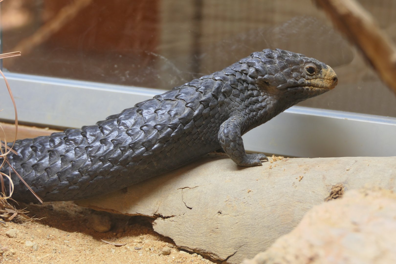 Shingleback (Tiliqua rugosa)
