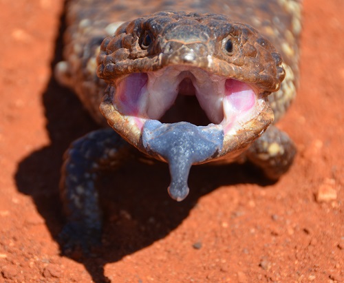 Shingleback.