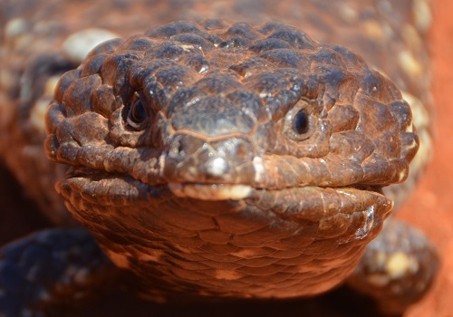 Shingleback.