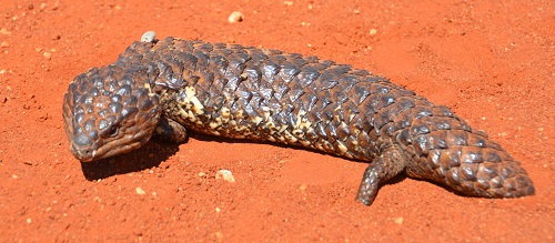 Shingleback.