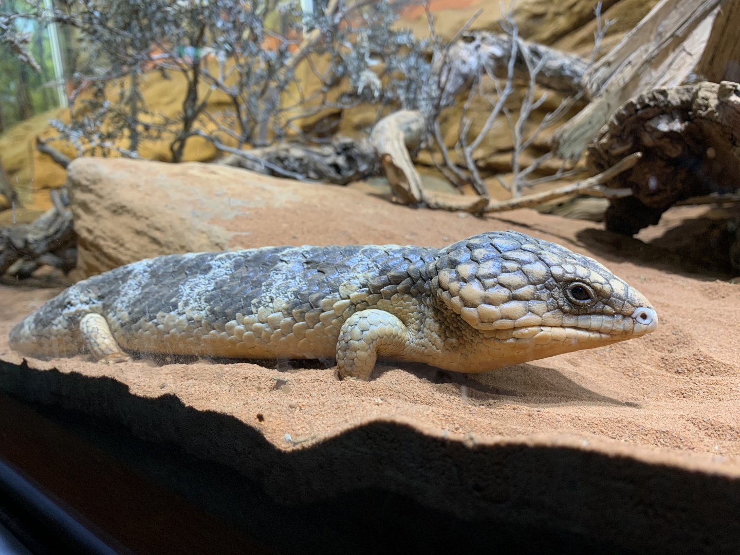 Shingleback