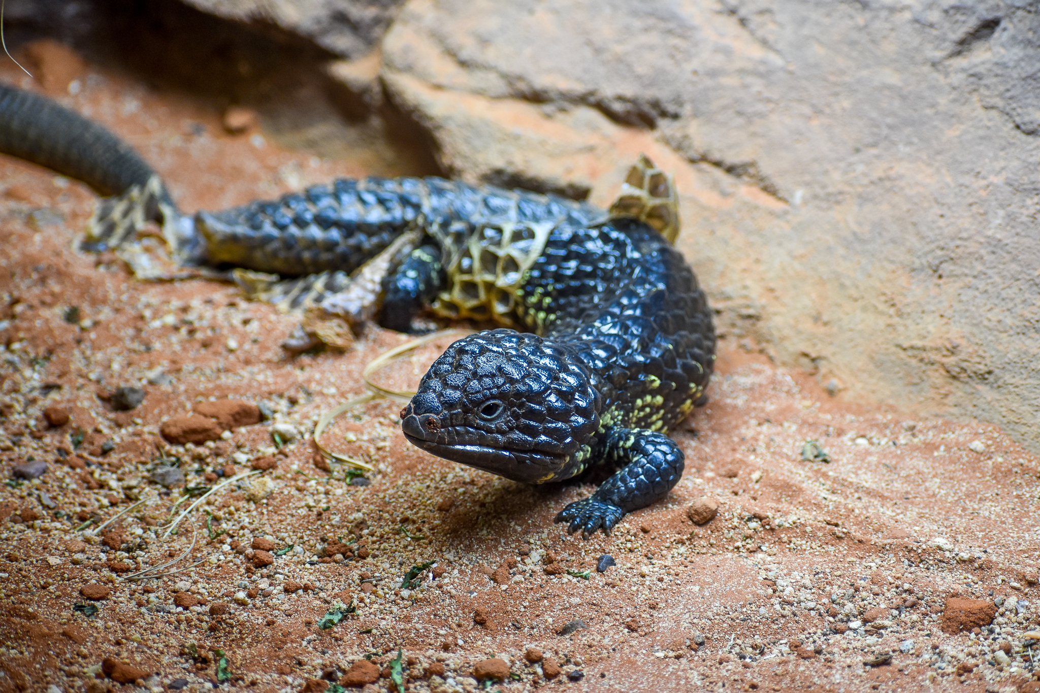 Shingleback