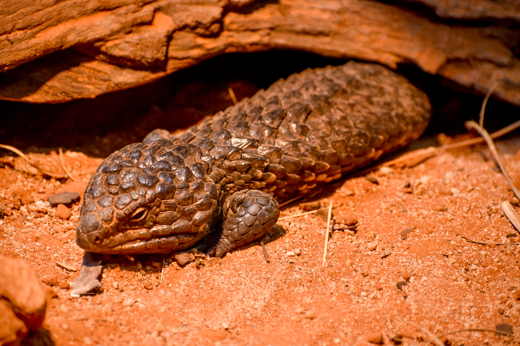 Shingleback