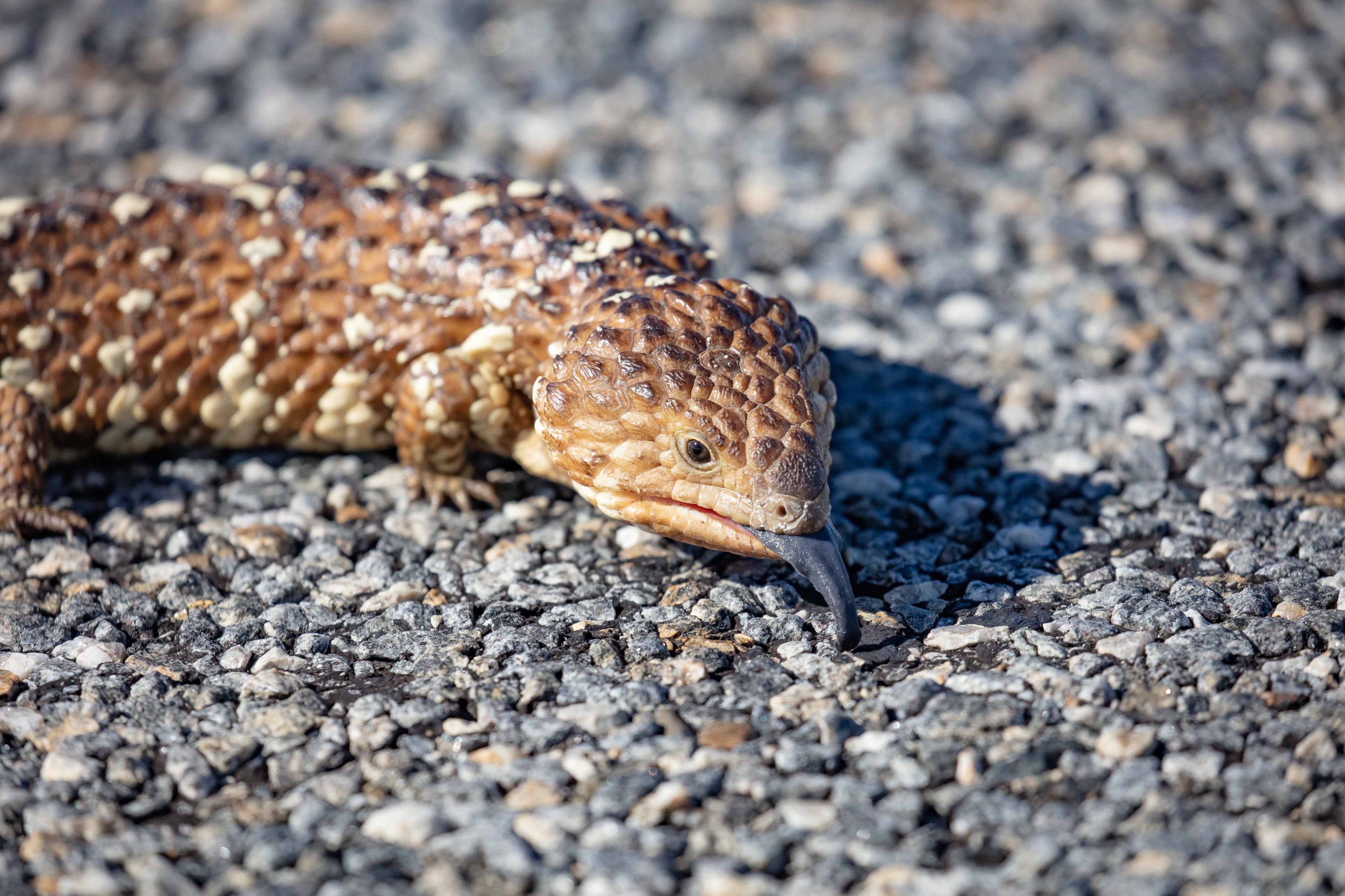 Shingleback