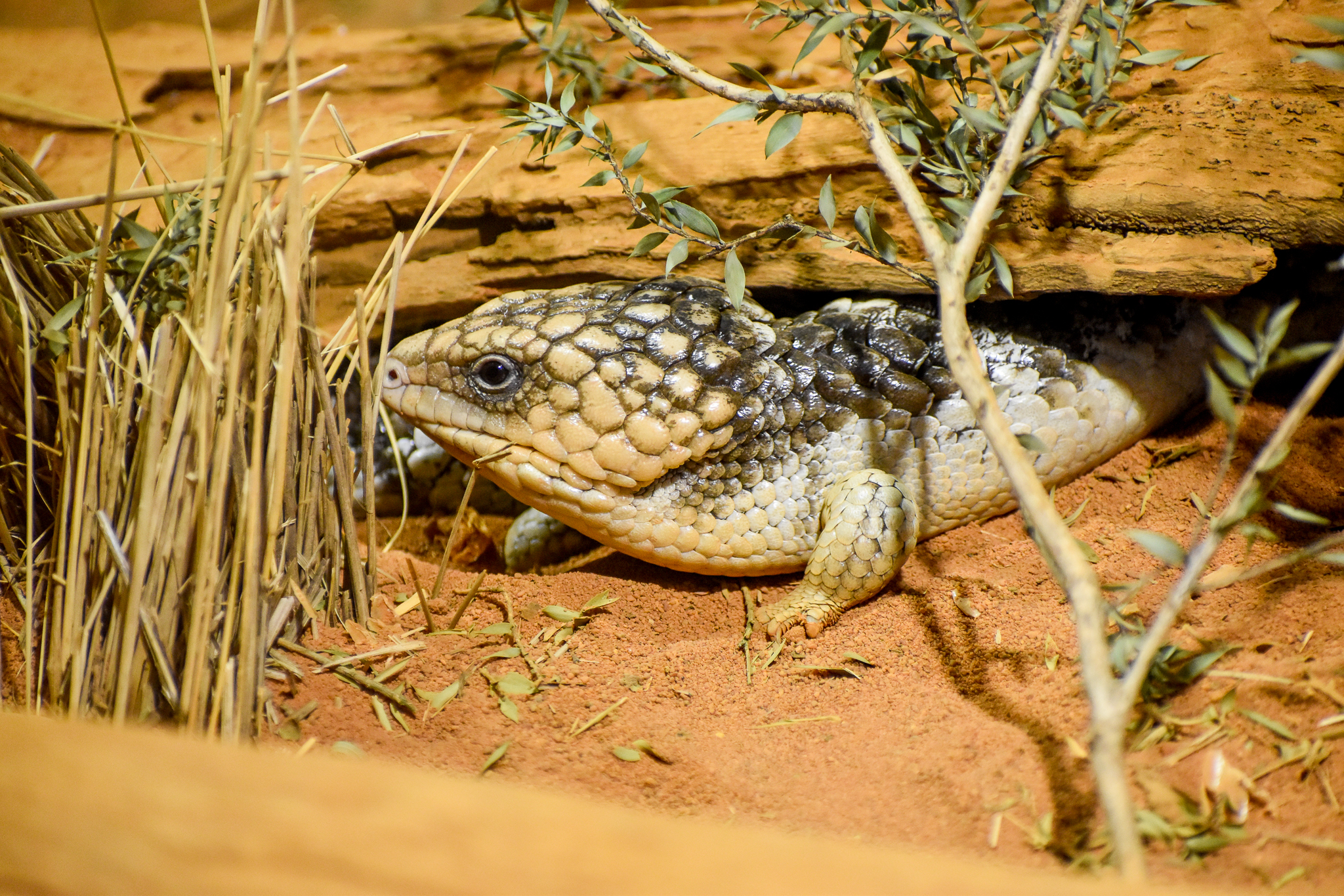 Shingleback