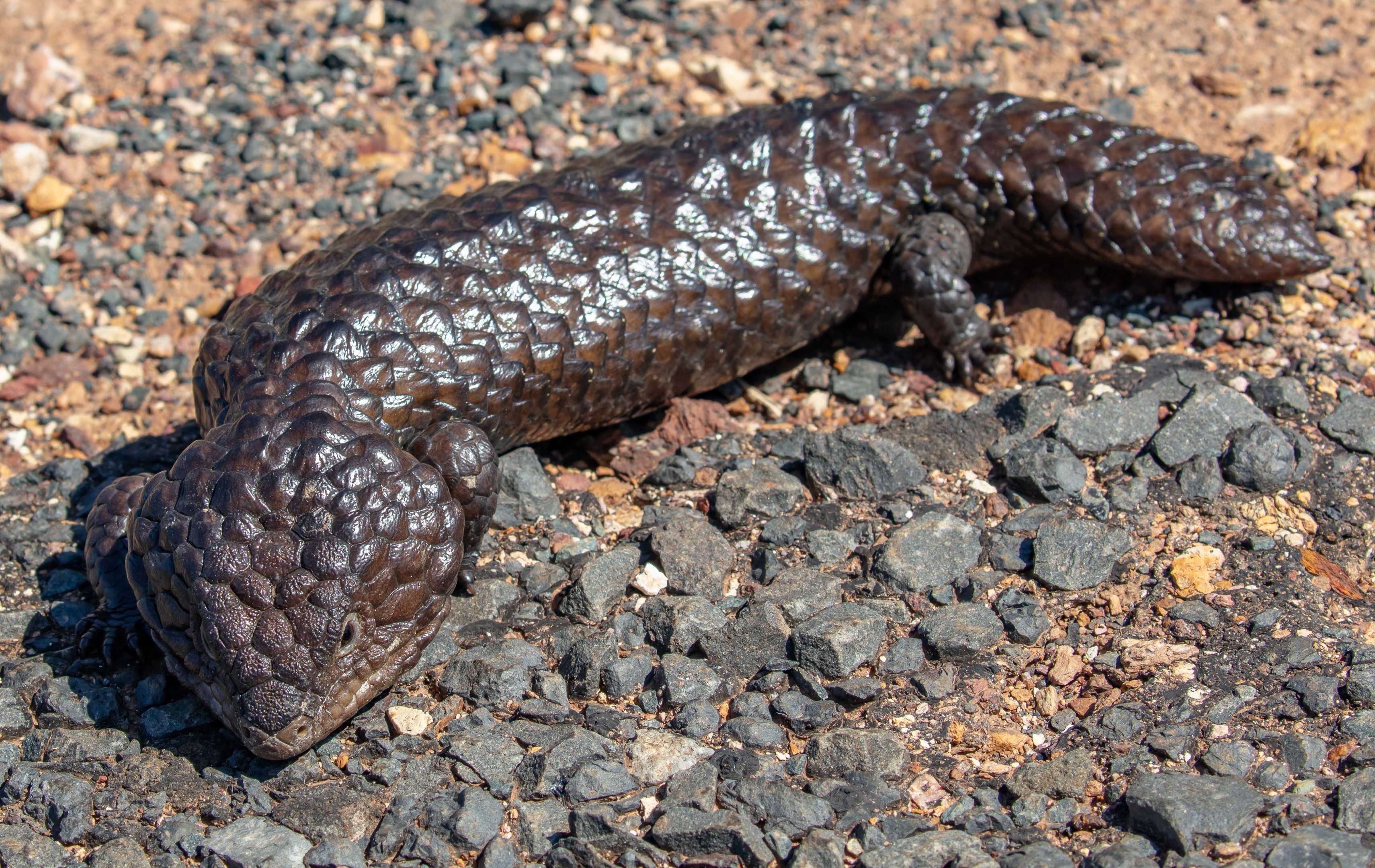 Shingleback
