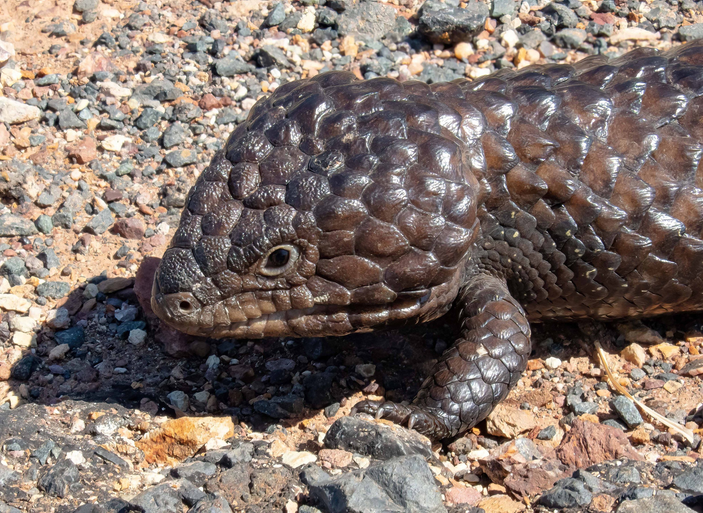 Shingleback