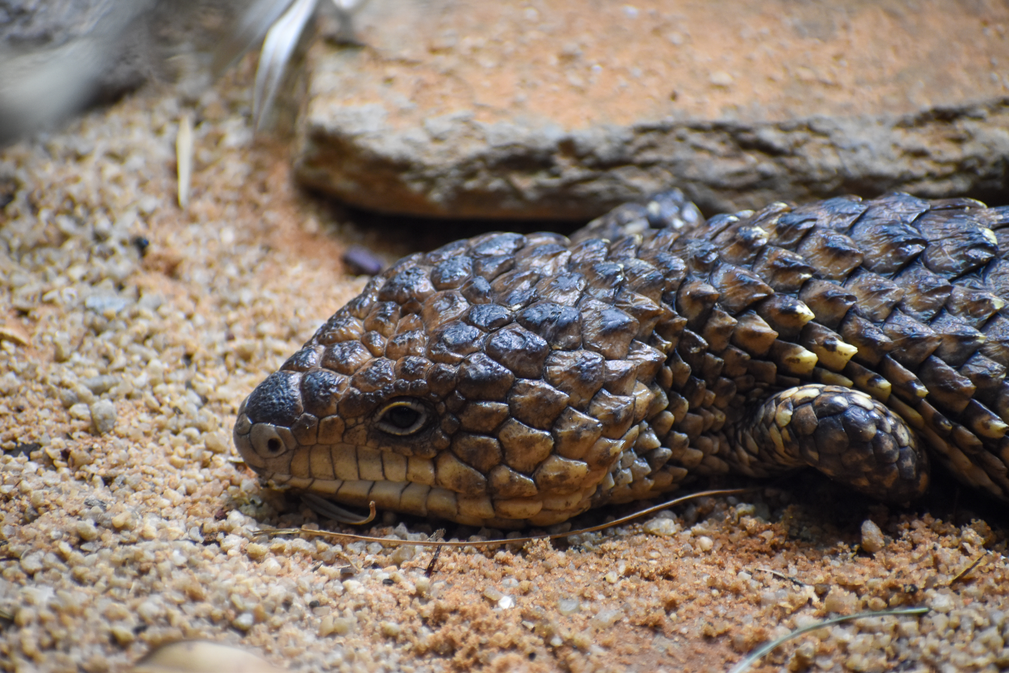 Shingleback